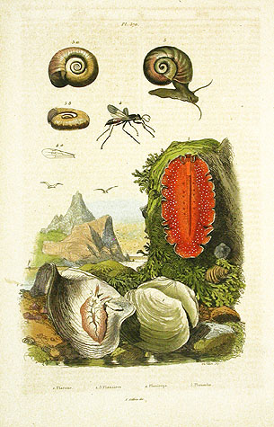 Guerin Natural History Prints 1836