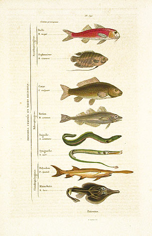 Fish Classification Chart