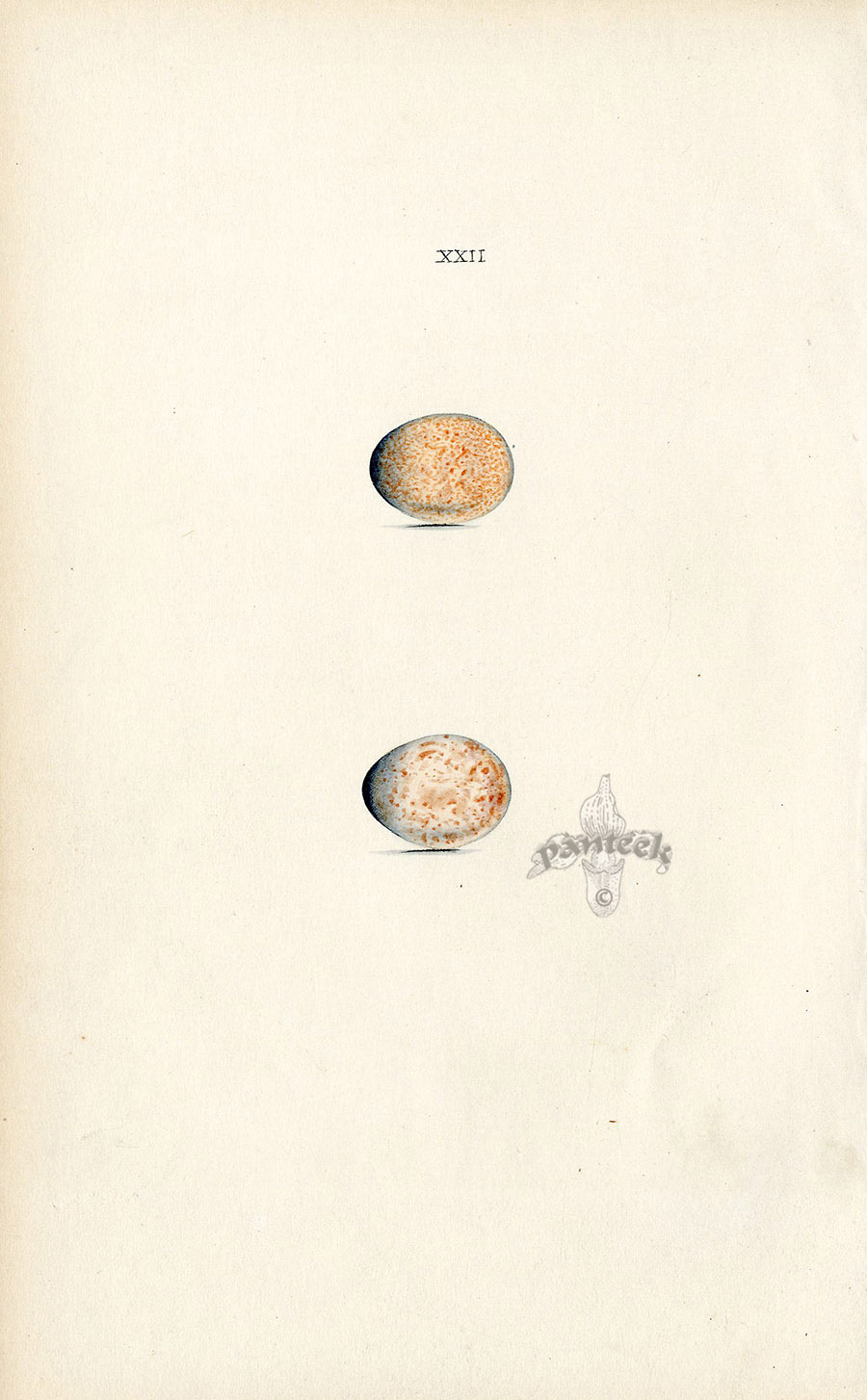 Robin Redbreast Bird Eggs from Vintage bird eggs from hedgerow & trees