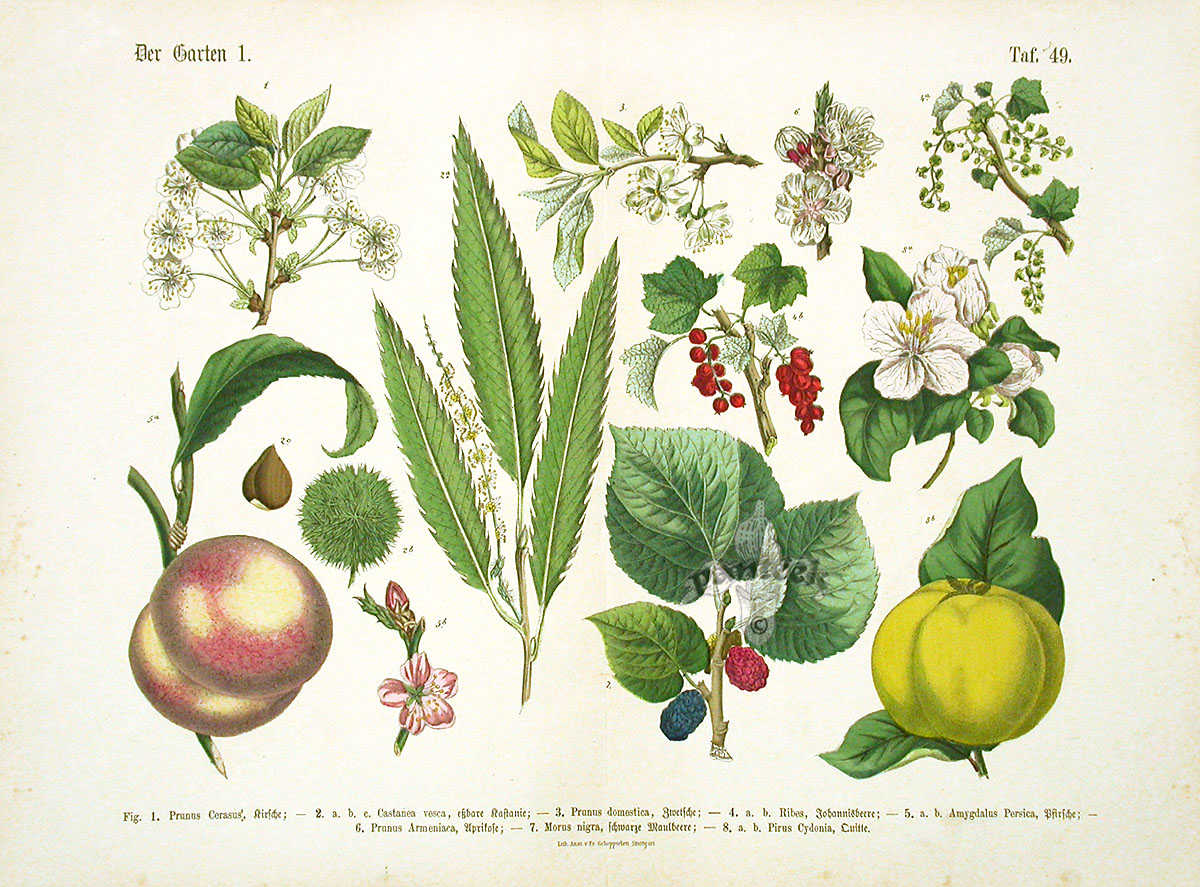 Hoffmann Botanical Prints 1886