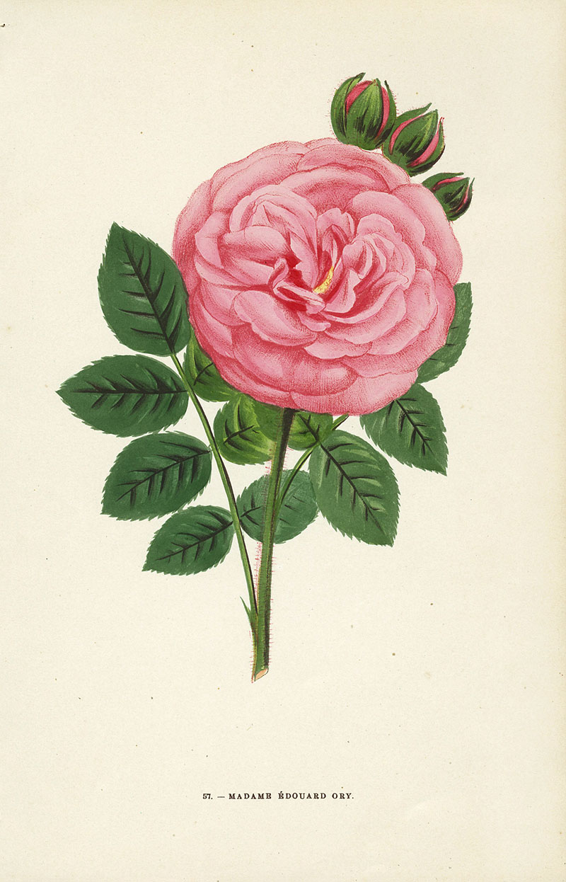 Jamain Rose Prints 1873