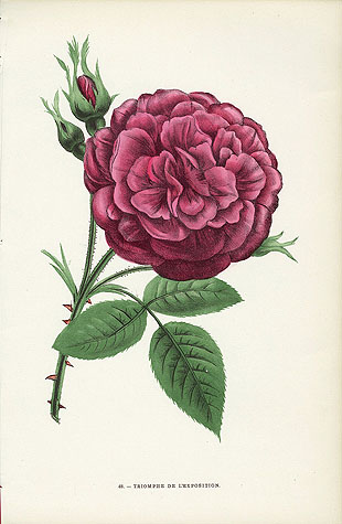 Jamain Rose Prints 1873