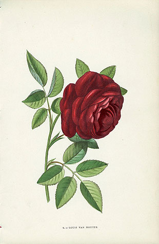 Jamain Rose Prints 1873