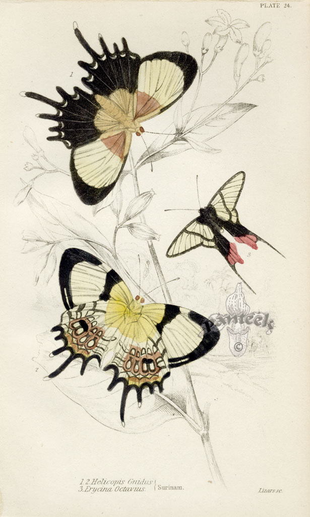 Jardine's Naturalist Library Butterflies 1837
