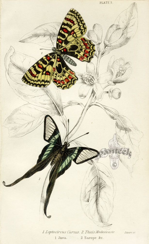 Jardine's Naturalist Library Butterflies 1837