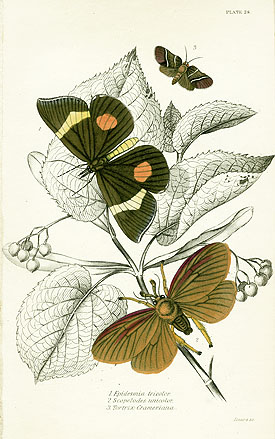 Jardine's Naturalist Library Exotic Moths 1836
