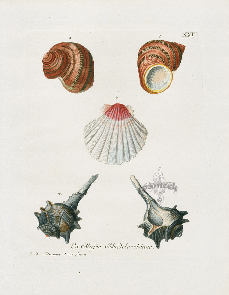 Vintage Prints: Shells: Vol. 9 (Paperback) | Pegasus Books