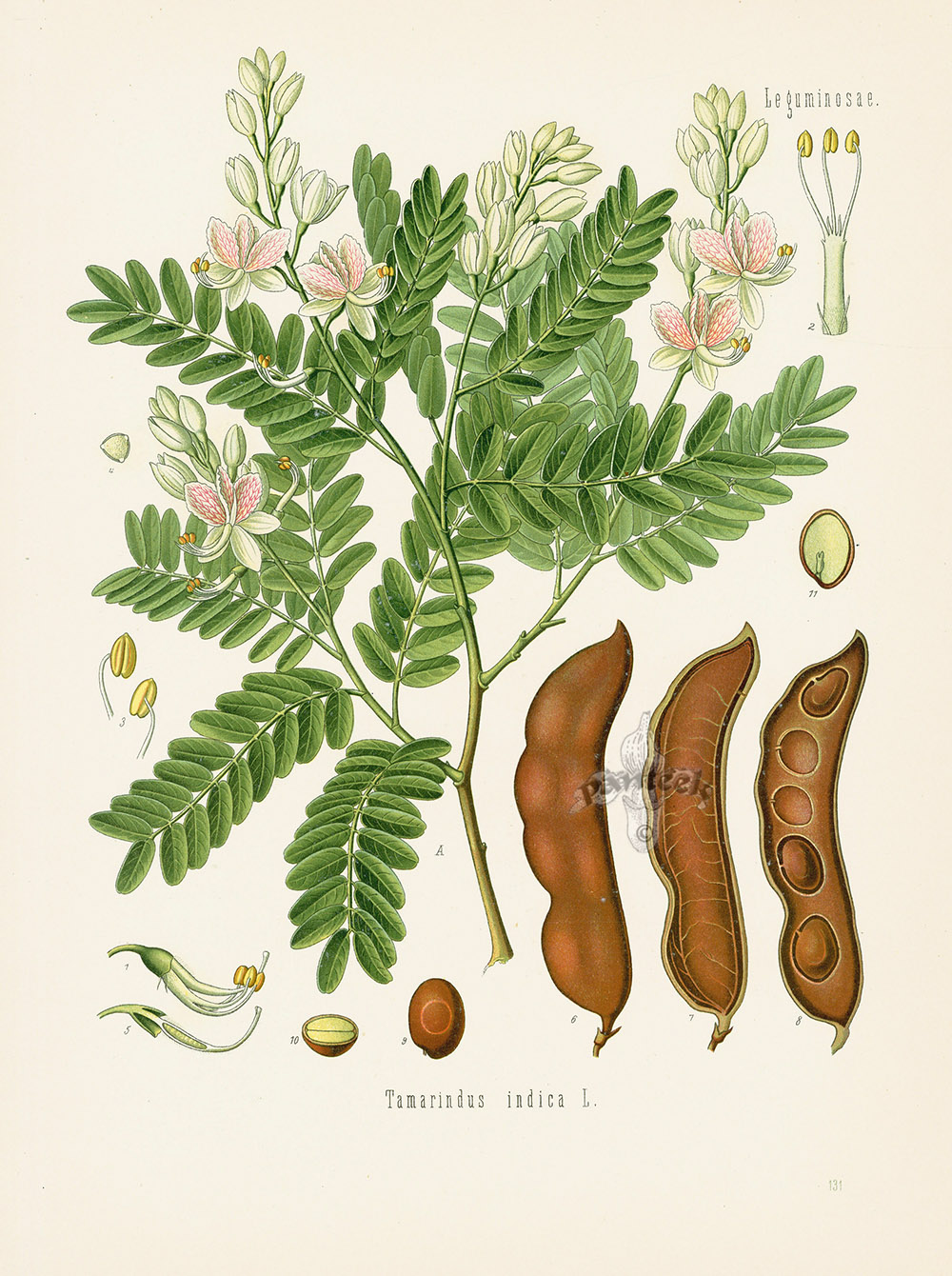 Tamarind Tree Tamarindus Indica From Antique Herbal Prints Of Nutmeg Sassafras Pepper Cinnamon Mint Thyme By Kohler 18 Tamarind Tree Tamarindus Indica From Antique Herbal Prints Of Nutmeg Sassafras Pepper Cinnamon Mint Thyme By Kohler 18