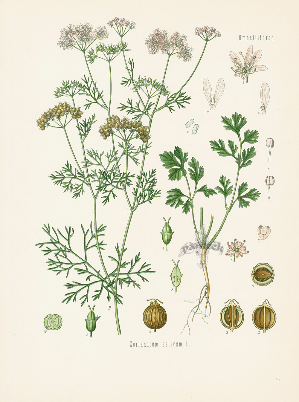 Coriander, Coriandrum sativum from Antique Herbal Prints of Nutmeg ...