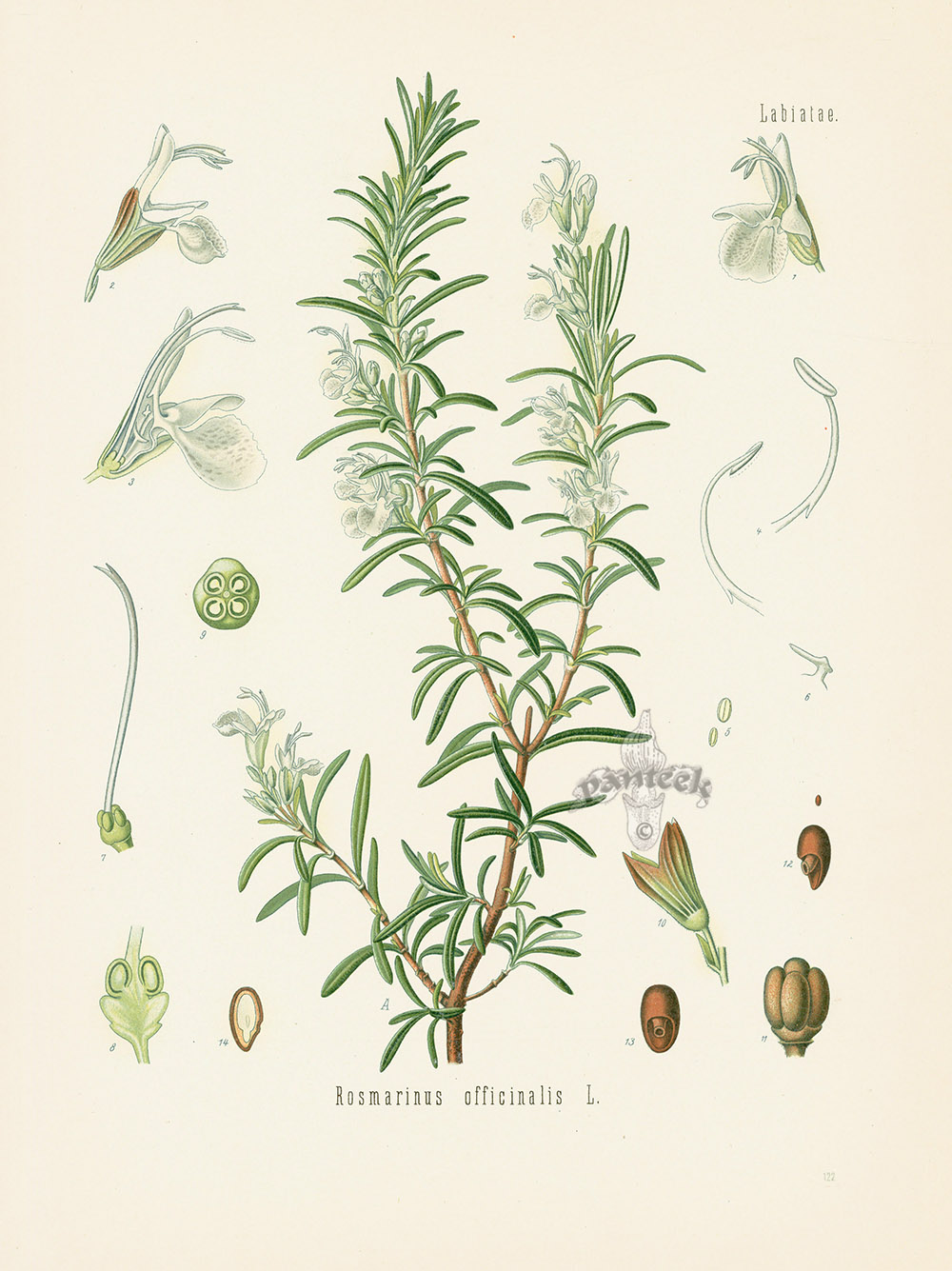 Rosemary, Rosmarinus officinalis from Antique Herbal Prints of Nutmeg ...