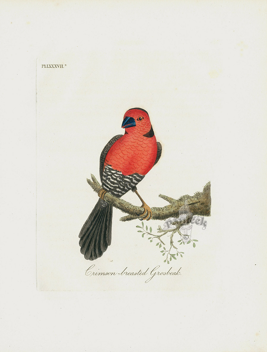 Crimson-breasted Grosbeak - POSSIBLY EXTINCT - Africa from Extinct Dodo,  Cassowary, Penguin, Ostrich, Peacock Birds by Latham