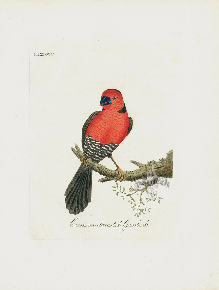 Crimson-breasted Grosbeak - POSSIBLY EXTINCT - Africa from Extinct Dodo, Cassowary, Penguin, Ostrich, Peacock Birds by Latham Crimson-breasted Grosbeak - POSSIBLY EXTINCT - Africa from Extinct Dodo, Cassowary, Penguin, Ostrich, Peacock Birds by Latham