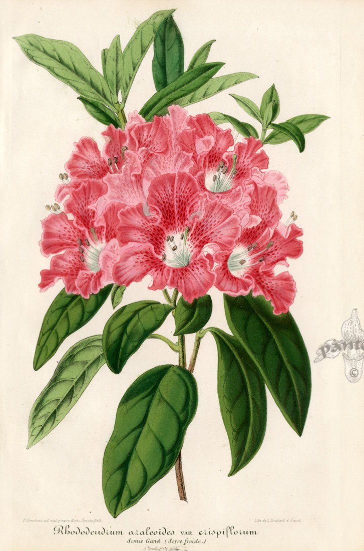 Botanical Prints by Lemaire, Verschaffelt & Linden 1860-1896