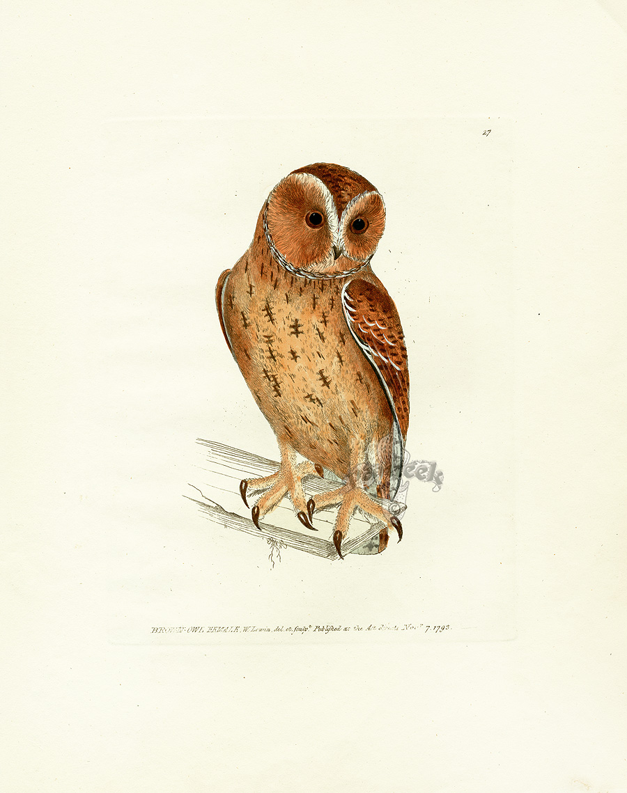 Lewin Bird Prints 1795
