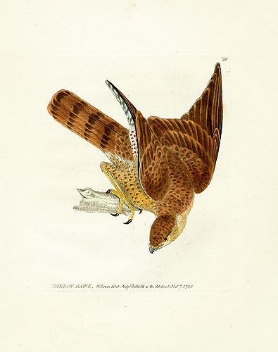 Lewin Birds of Great Britain Birds of Prey Prints 1795