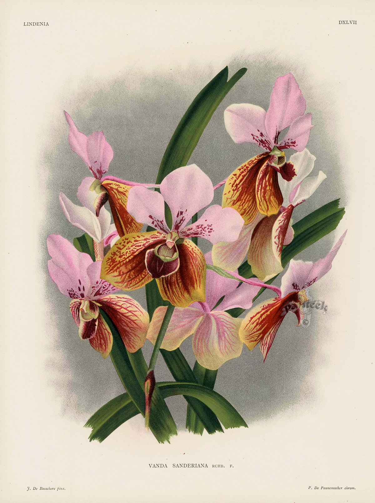 Vanda sanderiana Orchid from Linden Orchid Prints Lindenia 1885