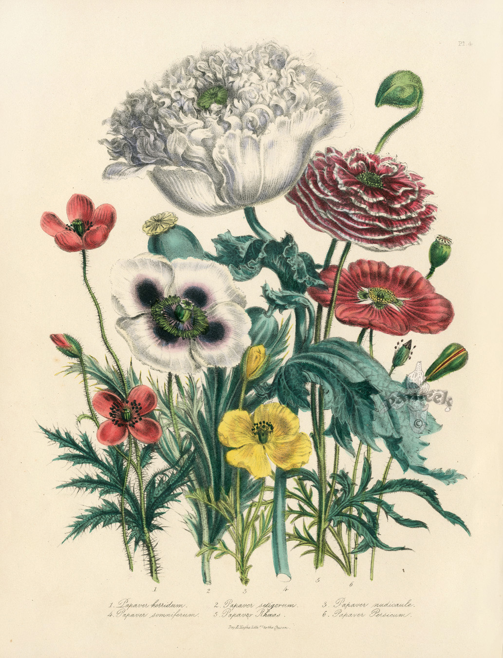 Antique Prints by Jane Loudon, from the Ladies Flower Garden or ...