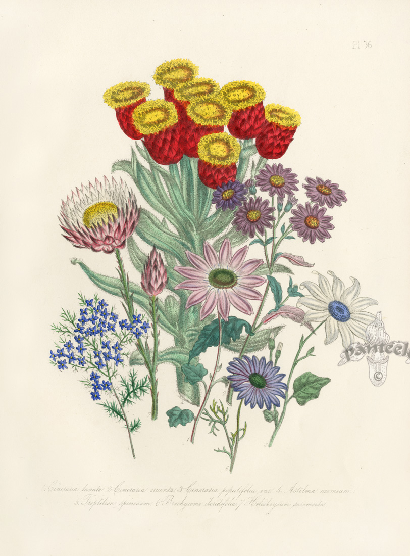 Antique Prints by Jane Loudon, from the Ladies Flower Garden or ...