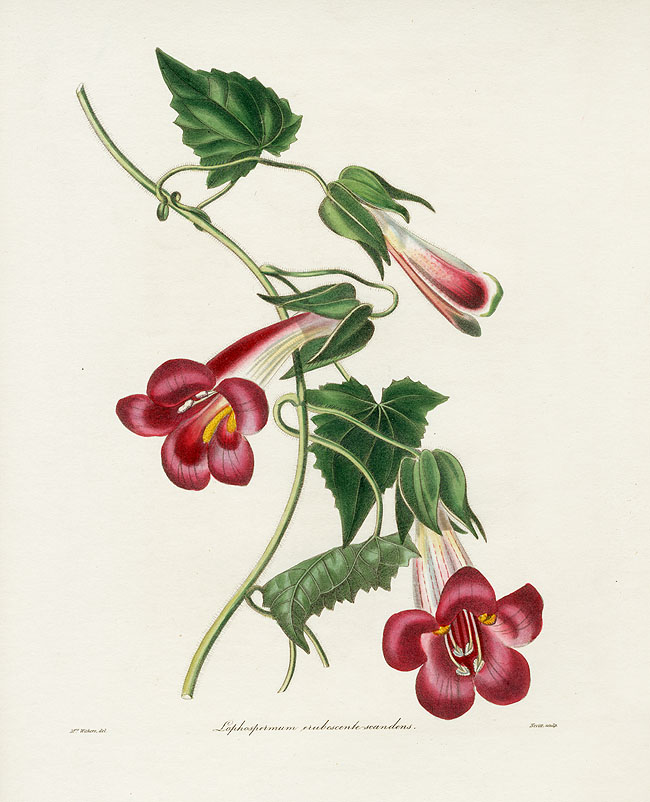 Maund The Botanist 1837 from Panteek
