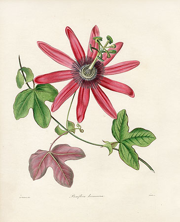 Maund Botanist Prints from Panteek