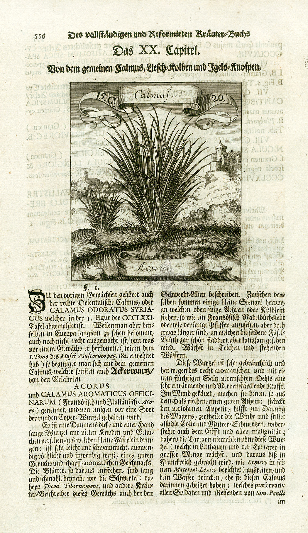 M. Valentini, Merian Botanical Prints 1719