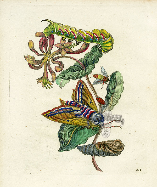 nødvendig bidragyder Forbyde Maria Sibylla Merian Prints 1717