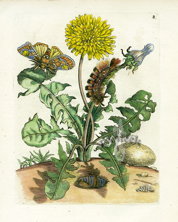 nødvendig bidragyder Forbyde Maria Sibylla Merian Prints 1717