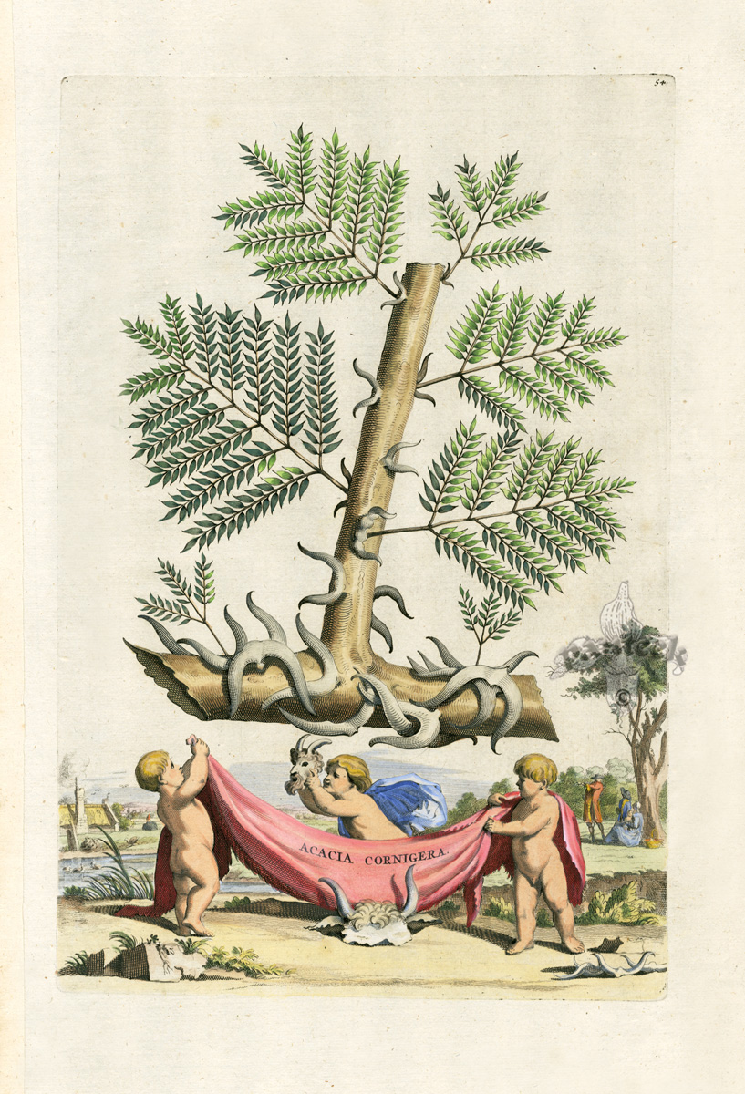 Antique Prints By Abraham Munting 1696 antique-prints-by-abraham-munting-1696