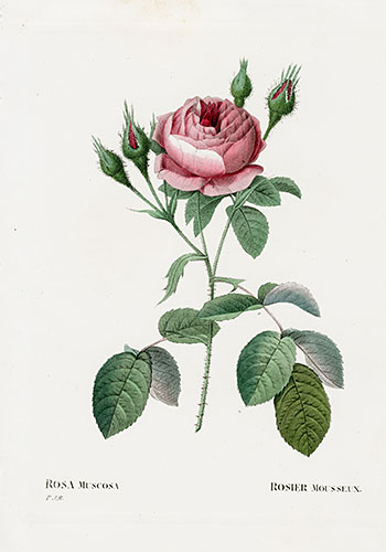 P. J. Redoute Les Roses Prints 1828