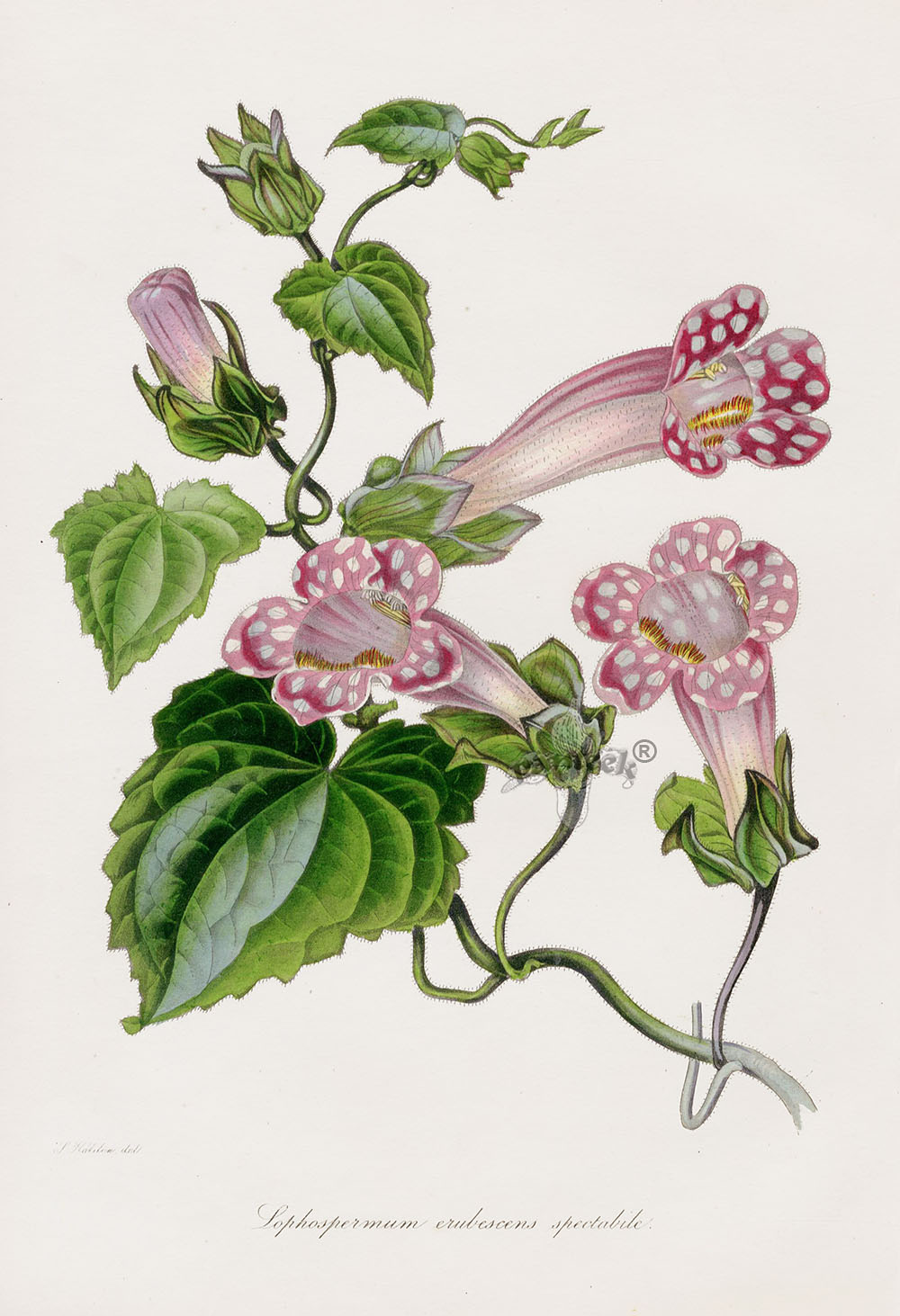 Lophospermum from Paxton Magazine Botany Antique Prints 1834