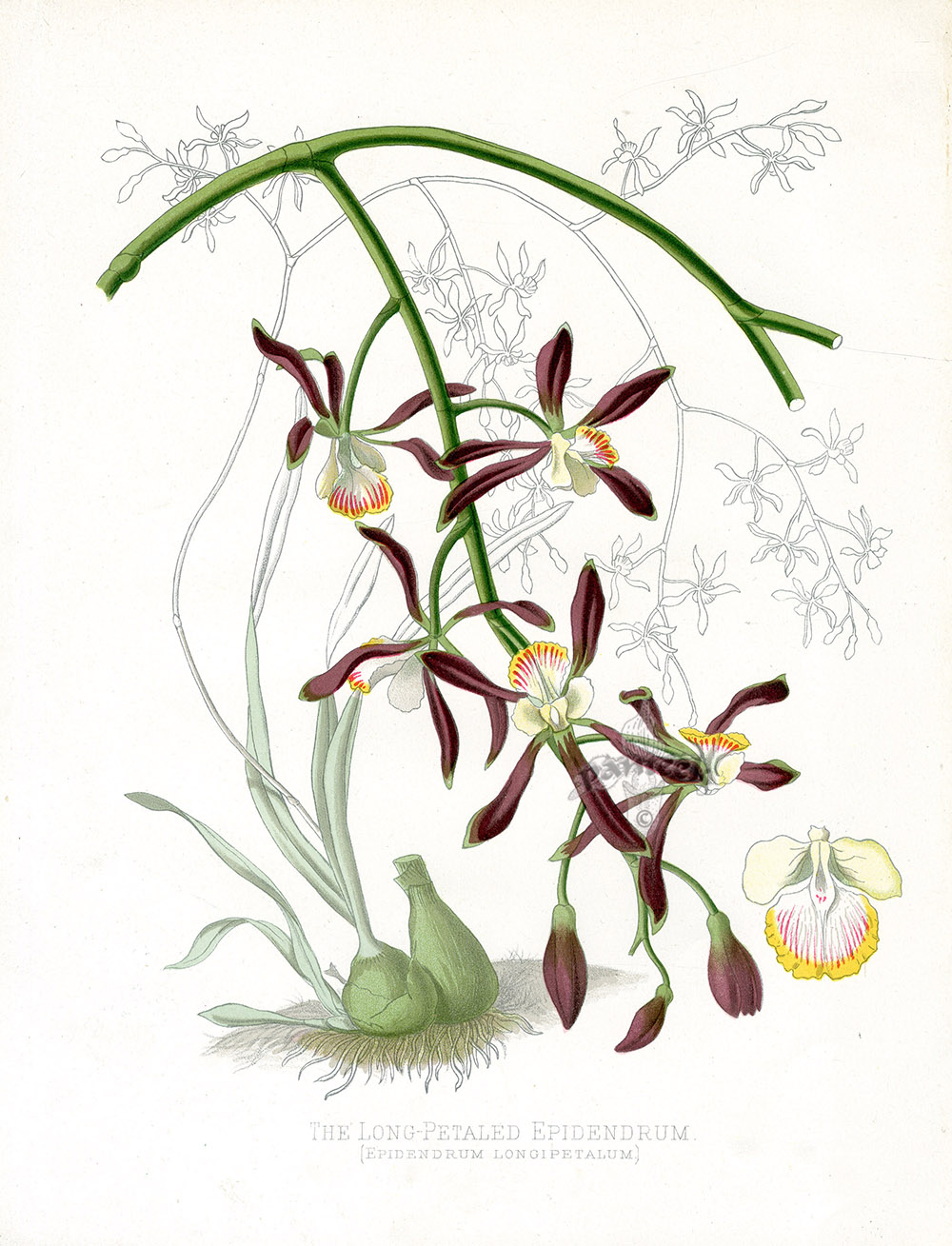 Long-petaled Epidendrum Orchid Epidendrum longipetalum from Flower ...