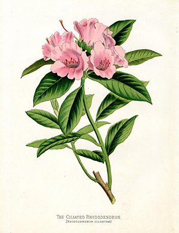 Paxton’s Flower Garden Prints 1884