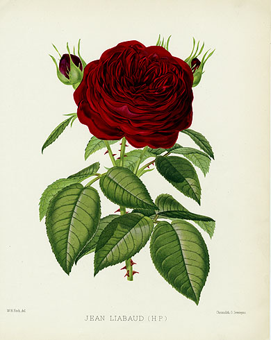 William Paul Rose Prints, The Rose Garden 1888