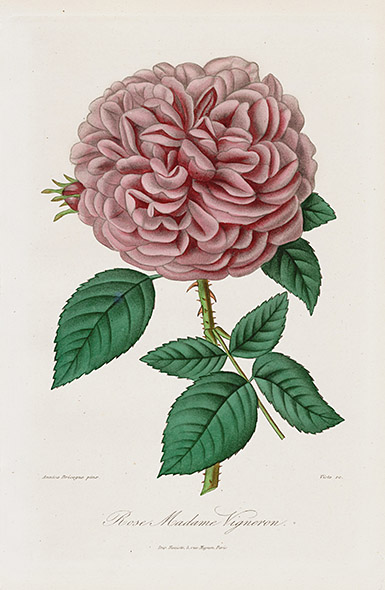 1884 Roses et Rosiers Prints by E. Donnaud