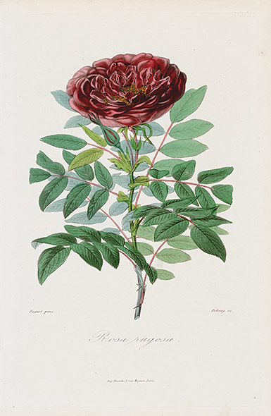 1884 Roses et Rosiers Prints by E. Donnaud