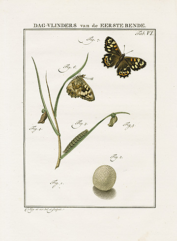 Fritillary Butterfly