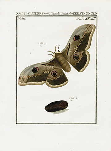 Giant Peacock Moth