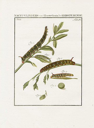 Brindle Beauty Moth, 2 prints