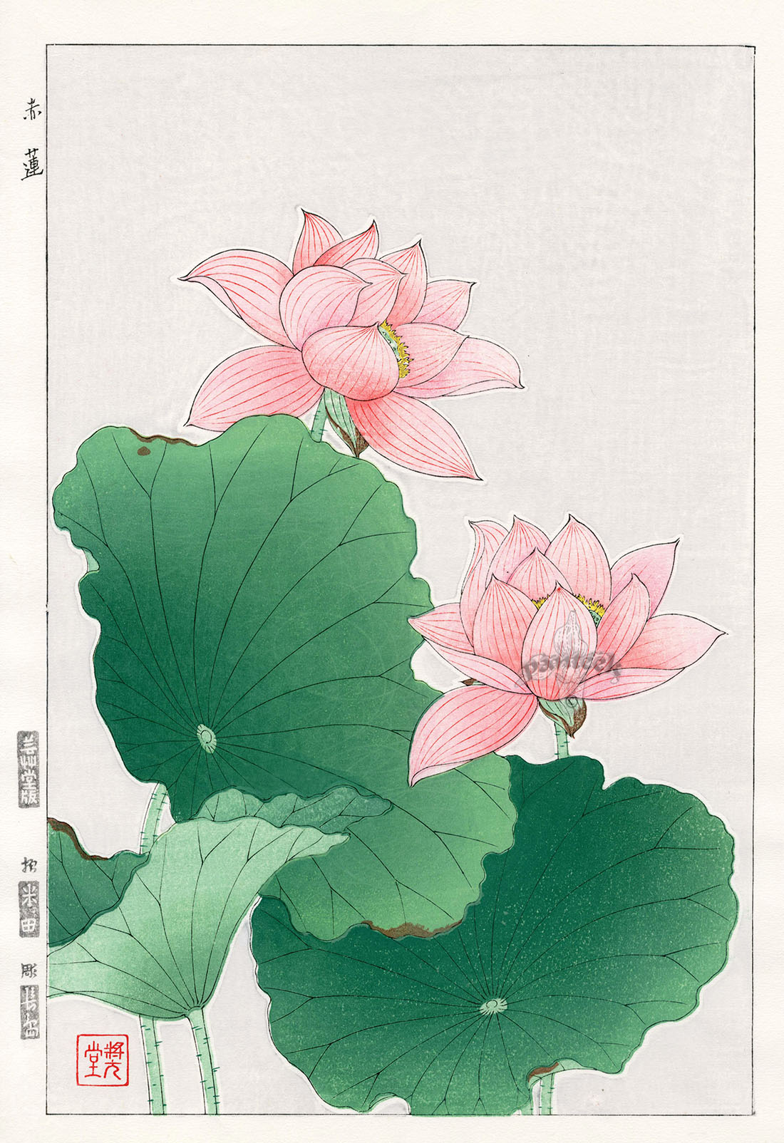 Water Lily from Shodo Kawarazaki Spring Flower Japanese Woodblock Prints