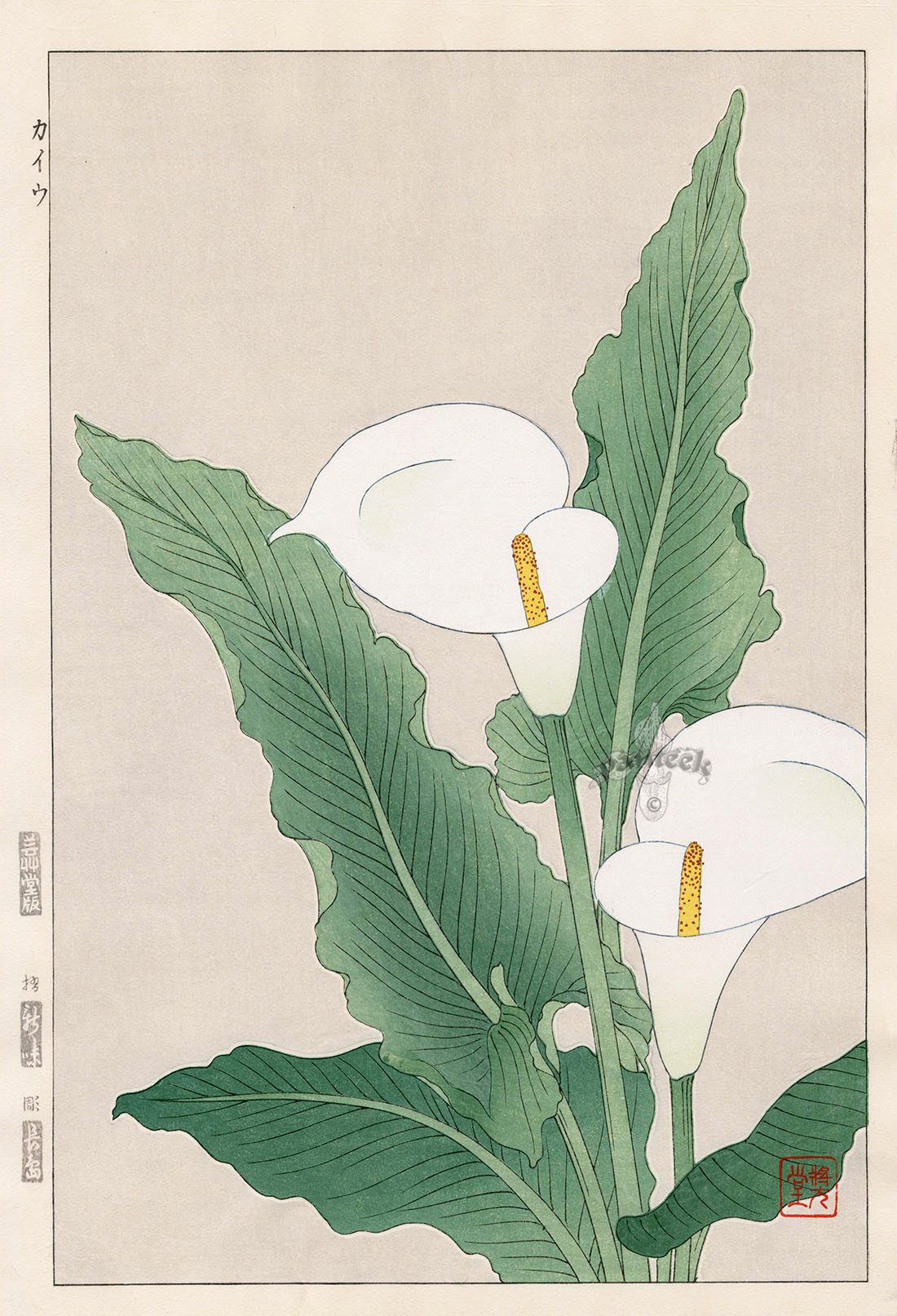 Calla Lily from Shodo Kawarazaki Spring Flower Japanese Woodblock 