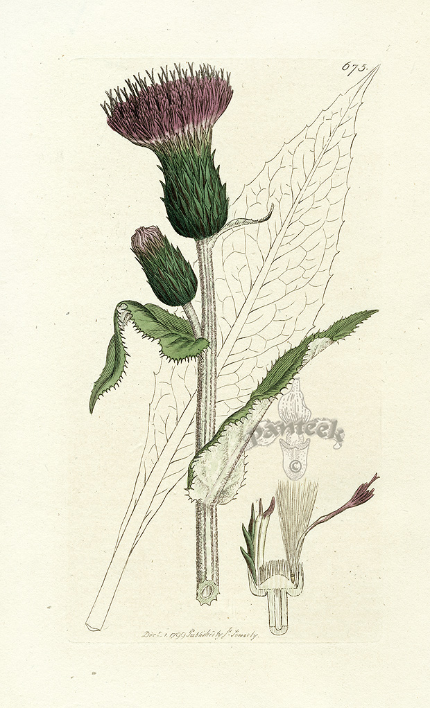 James Sowerby Botanical Prints 1791