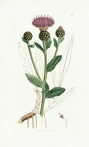 James Sowerby Botanical Prints 1791