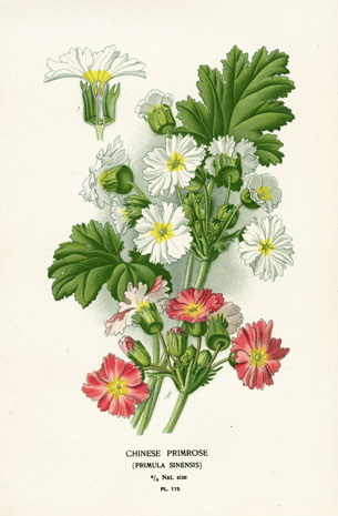 Edward Step Favourite Flowers Botanical Prints 1896