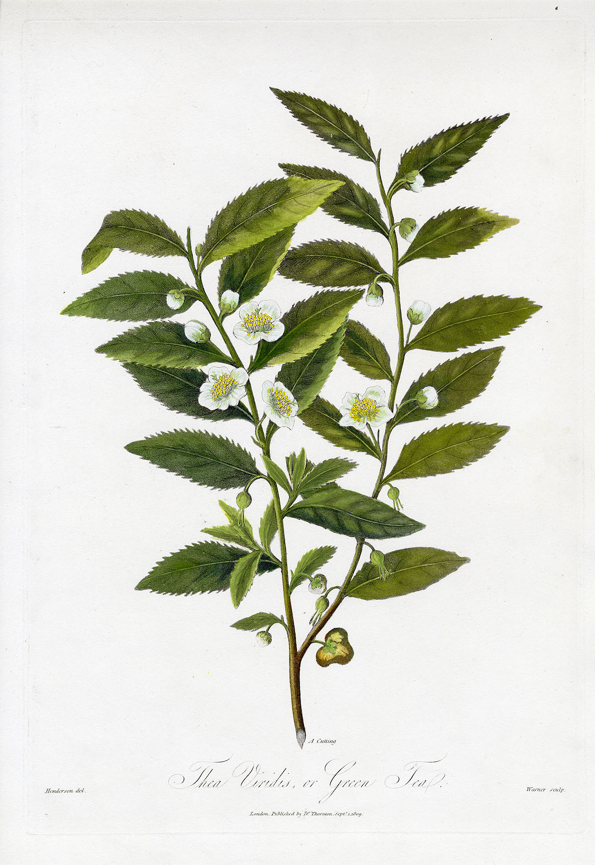 robert thornton botanical extracts 1810 robert thornton botanical extracts 1810