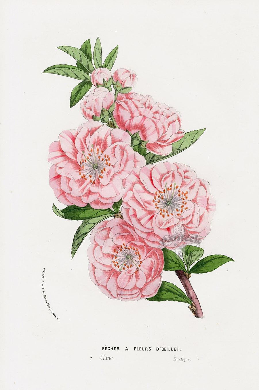 Pecher a Fleurs D'Oeillet from Floral Prints of Roses, Violet, Peach ...