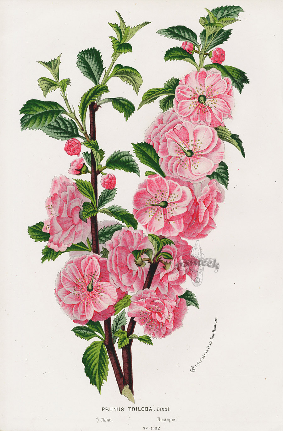 Prunus Triloba from Floral Prints of Roses, Violet, Peach, Passion ...