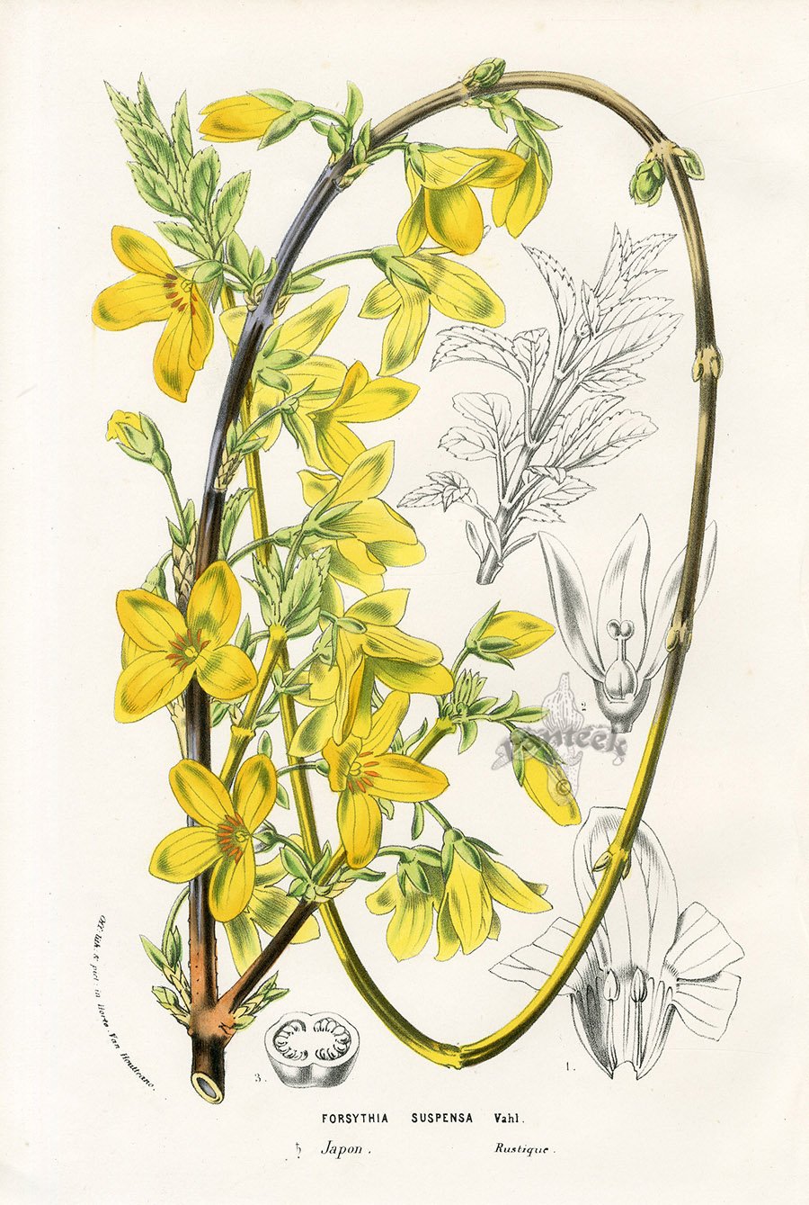 Forsythia Suspensa From Floral Prints Of Lily Blue Poppy Datura Clematis Flower By Van Houtte 1845 Forsythia Suspensa From Floral Prints Of Lily Blue Poppy Datura Clematis Flower By Van Houtte 1845