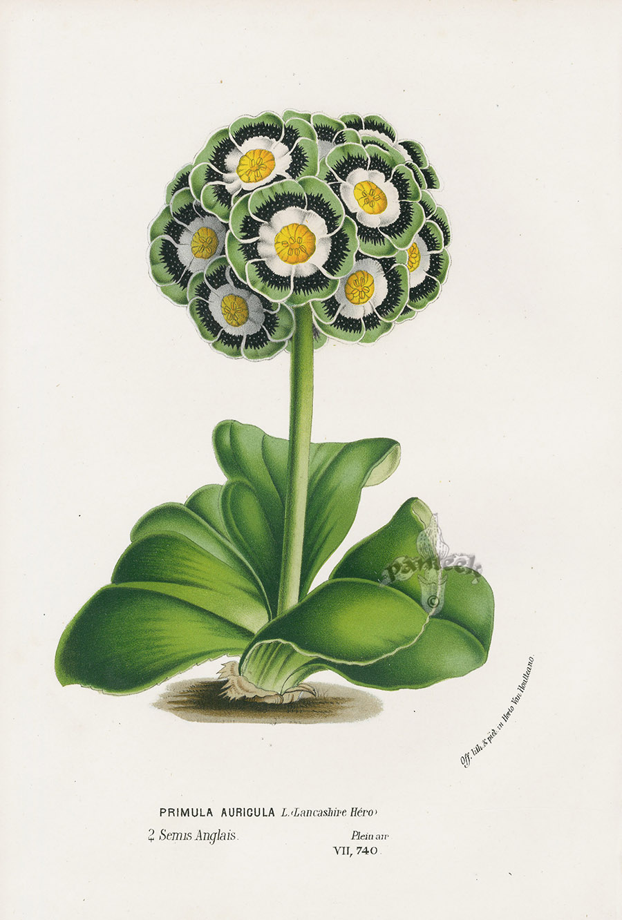 Primula Auricula from Floral Prints of Lily, Blue Poppy, Datura ...