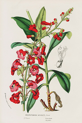 Vintage Flower Prints from Louis Van Houtte 1845