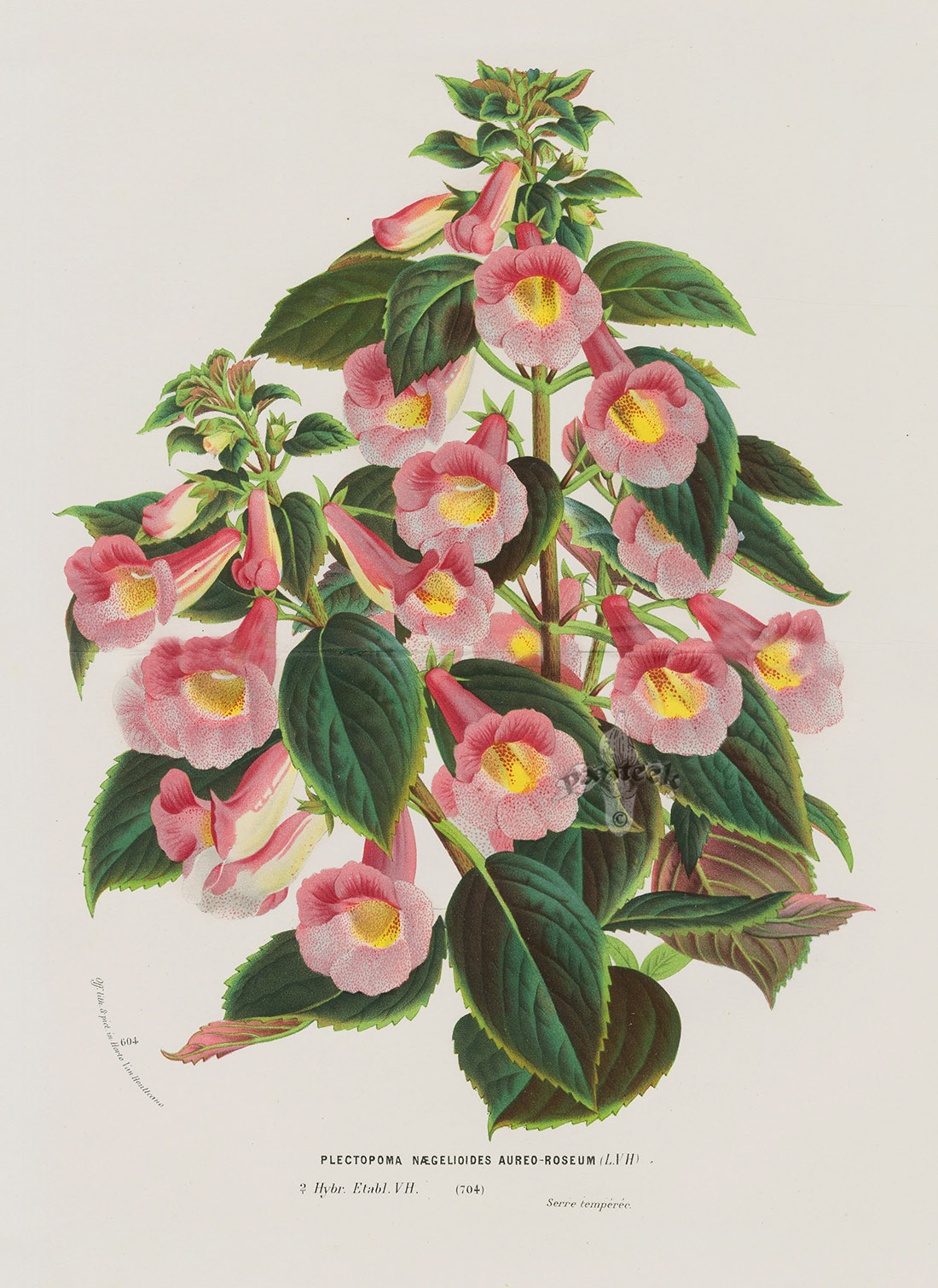 Plectopoma Naegelioides Auero-Roseum from Van Houtte Botanical Prints